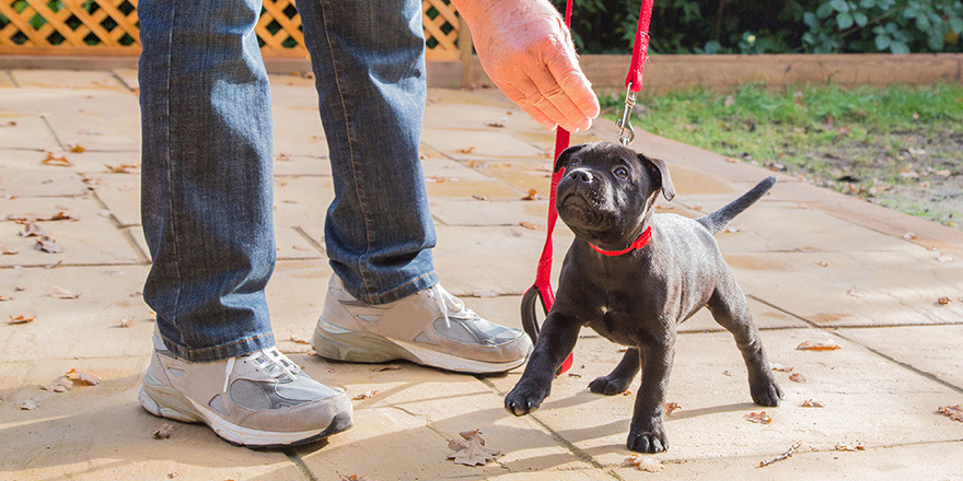 A cute black Staffordshire bull terrier puppy with a red collar and red leash, standing on three legs, being trained by a man in jeans and trainers holding a treat for the puppy.