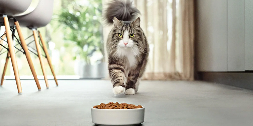 Purina Pro Plan LiveClear cat food packaging.